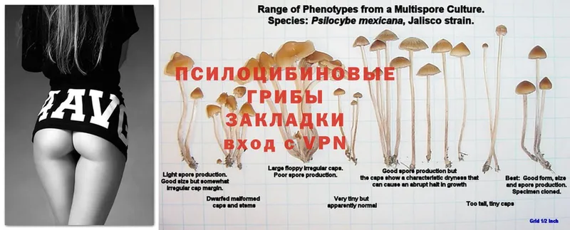 Галлюциногенные грибы GOLDEN TEACHER  Бирюсинск 